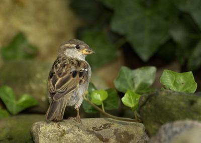 Sparrow At Pond
