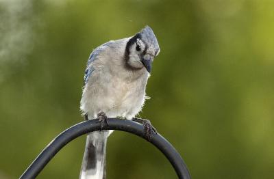 Bluejay