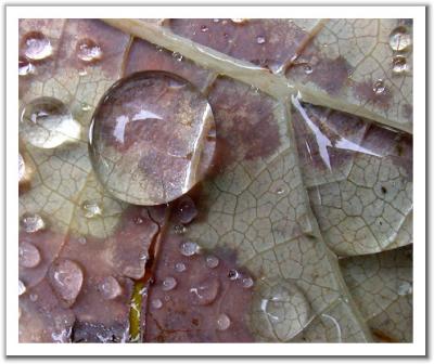 Leaf During Drizzle: Detail