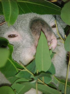 Ozzzzzzzies wildlife
