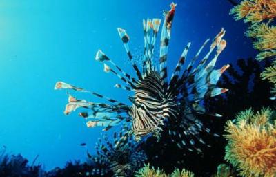 scorpionfish
