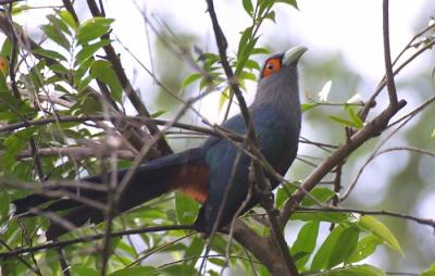 Chestnut bellied Malkoha