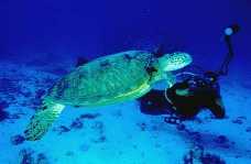 green turtle