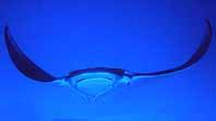 manta ray