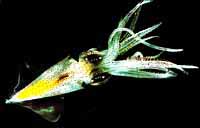 barsquid