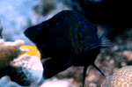 damfish