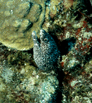 eel