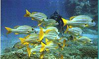 yellow grunter