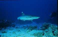 white reefshark