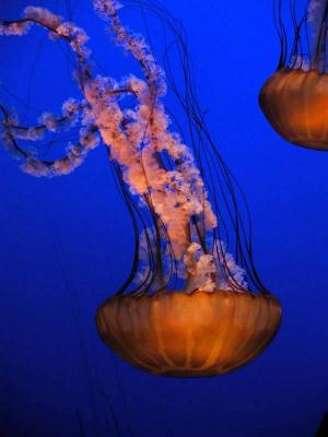 Jellyfish Exhibit and Art Show
