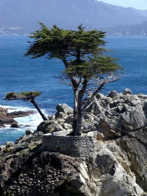 The Lone Cypress 1