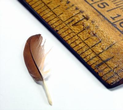 an inch of feather