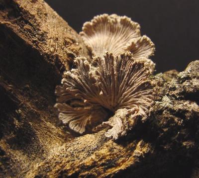 fungi on piece of firewood