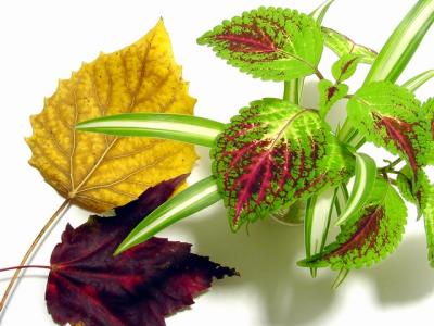 autumn leaves and coleus