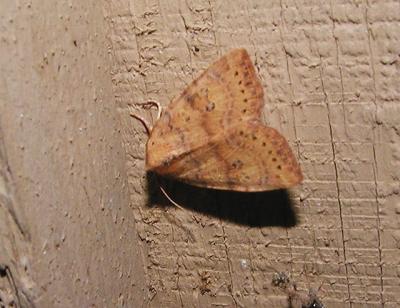 Dotted Sallow (Anathix ralla) [Noctuidae , Cuculliinae]