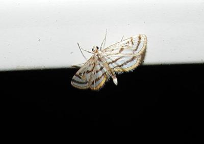 Parapoynx badiusalis [Pyralidae , Nymphulinae , Nymphulini]