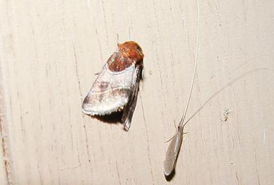 Arc Lined Flower Moth (Schinia arcigera) [Noctuidae , Heliothinae]