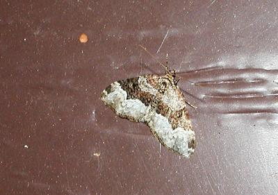 White-banded Toothed Carpet (Epirrhoe alternata)