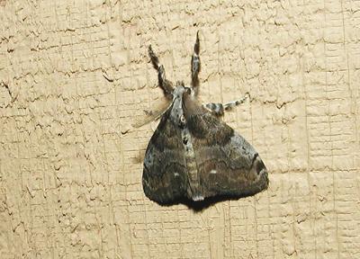White Marked Tussock Moth : Male (Orgyia leucostigma) [Lymantriidae]