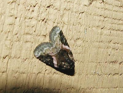 Pink-barred Lithacodia (Lithacodia carneola)