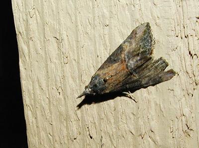 Green Cloverworm Moth (Plathypena scabra)
