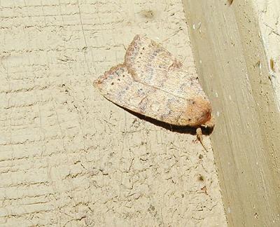 Dotted Sallow (Anathix ralla)