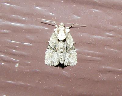 u9/lilwings/medium/4063110.821mothid4.jpg