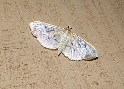 Herpetogramma thestealis
