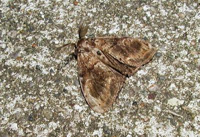 White-marked Tussock Moth (Orgyia leucostigma)