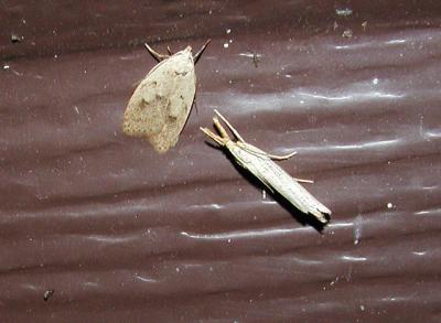 top: Gold-striped Leaftier (Machimia tentoriferella) bottom: Vagabond Sod Webworm (Agriphila vulgivagella)