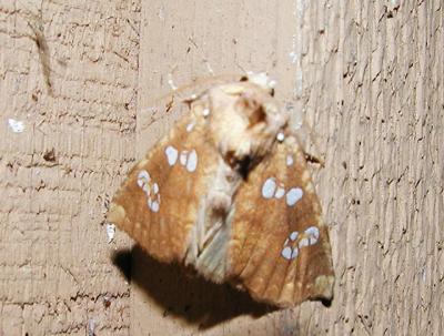 Northern Burdock Borer Moth (Papaipema arctivorens)