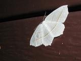 Pale Beauty (Campaea perlata) [Geometridae , Ennominae]