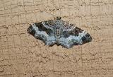 White-banded Toothed Carpet (Epirrhoe alternata)