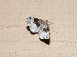 White-banded Toothed Carpet (Epirrhoe alternata)