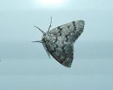 False Hemlock Looper Moth (Nepytia canosaria)