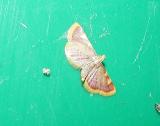 Clover Hayworm Moth (Hypsopygia costalis)