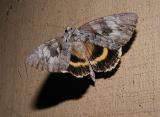 Yellow-banded Underwing (Catocala cerogama)