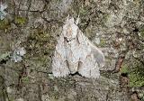 Ochre Dagger Moth (Acronicta morula)