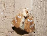 Northern Burdock Borer Moth (Papaipema arctivorens)