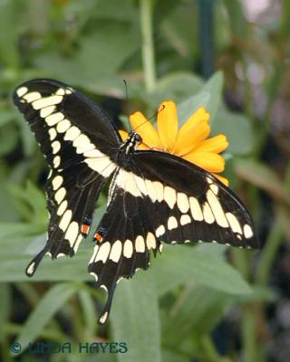 Giant Swallowtail 494