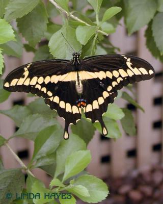Giant Swallowtail 546