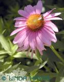 Pink Coneflower Bee