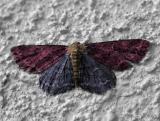 Colorized Moth.jpg