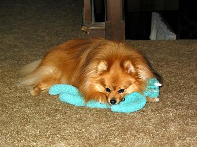 Lacey & toy_2072.jpg