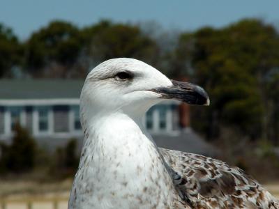 Eagle Eyed Gull