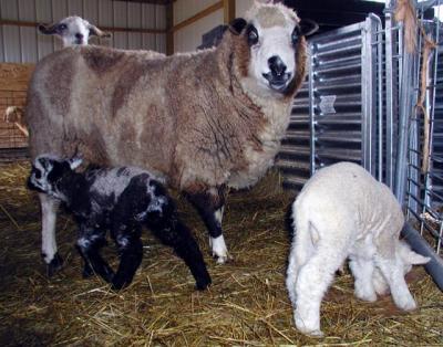 Lambs 2Peepers.5829
