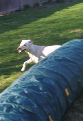 Agility