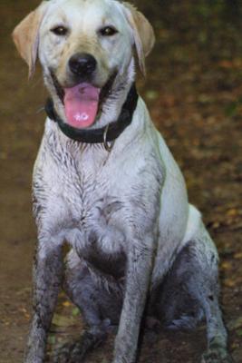 Dirty Dog