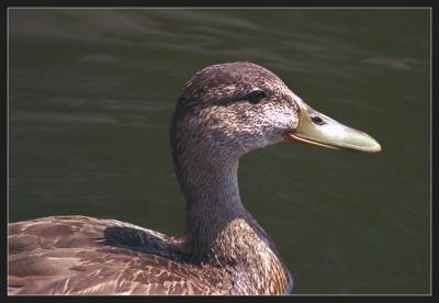 Canard1