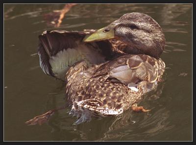 Canard3